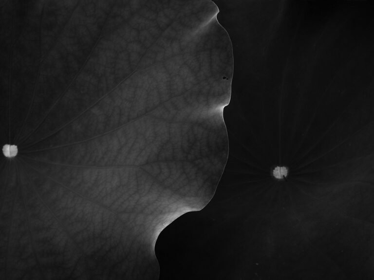 荷 · 2026 :: Behance